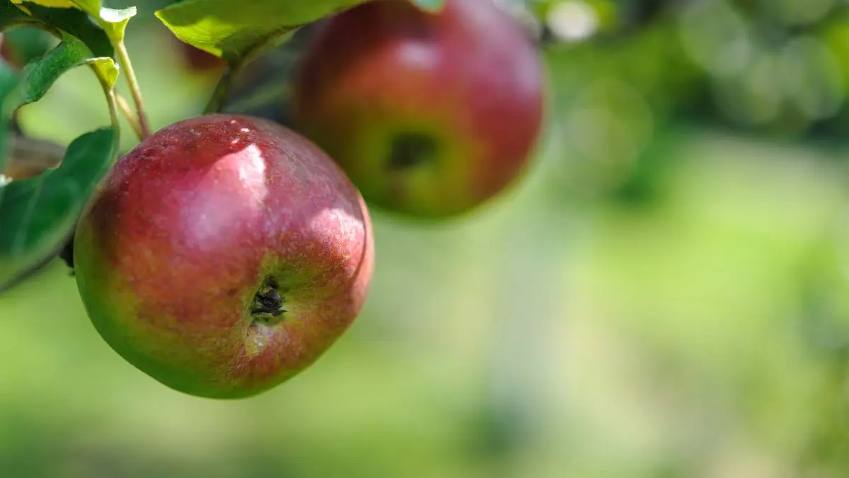 Maçã pode ajudar no funcionamento intestinal