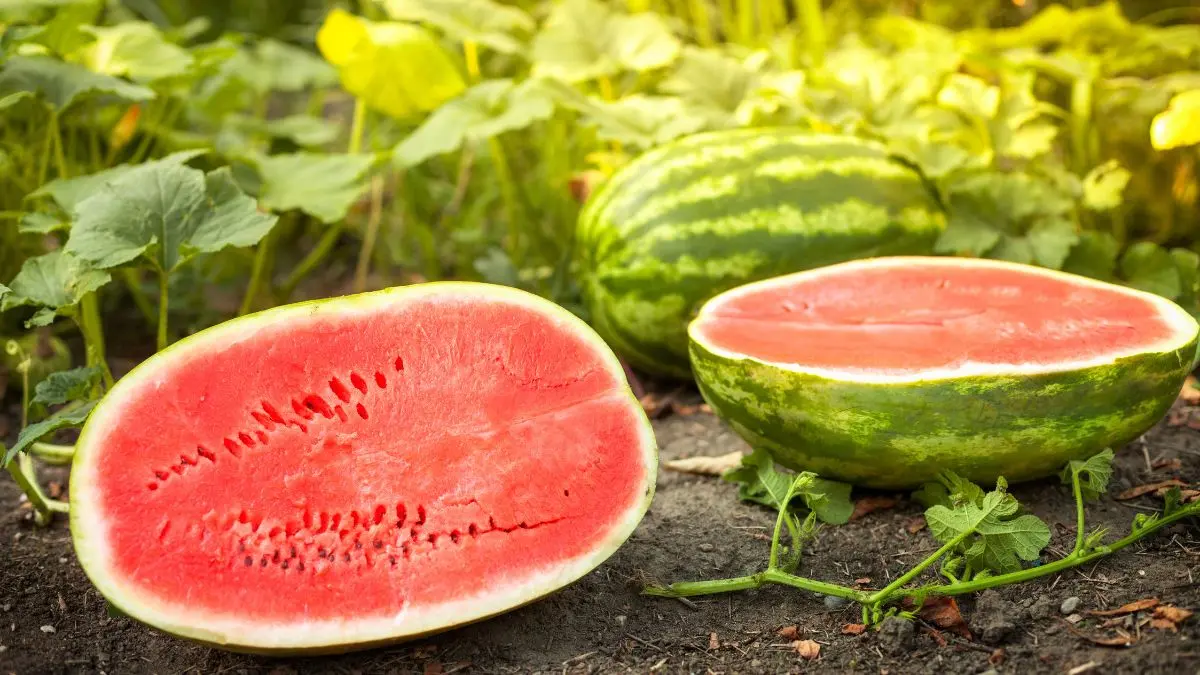 Efeitos reais de comer melancia todos os dias surpreendem especialistas