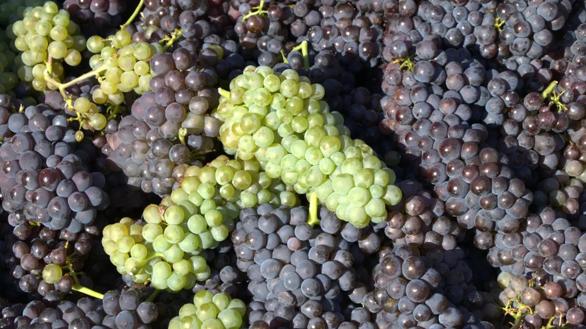 Efeito da uva no organismo surpreende especialistas em saúde