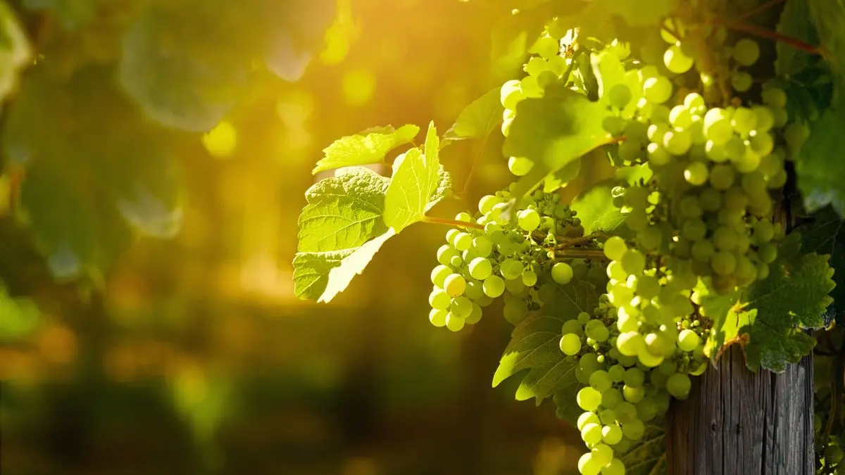 Uva diária transforma o corpo em apenas uma semana