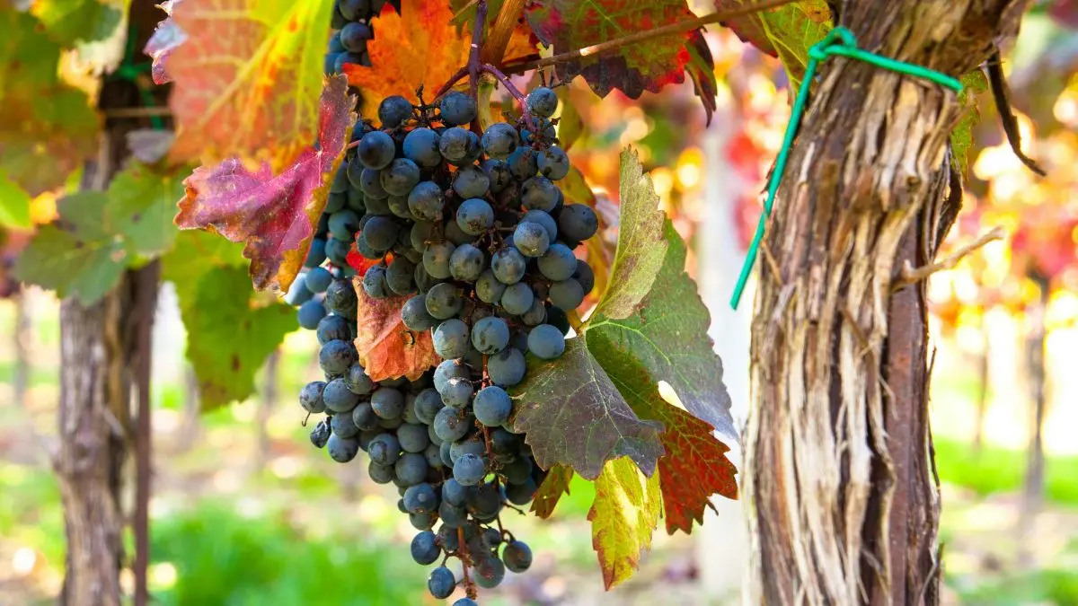 Uva é aliada da longevidade segundo pesquisas recentes